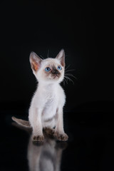 Burma kitten. Portrait on a black background