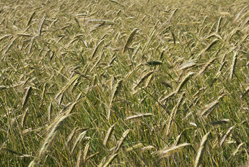 Barley field.