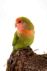 portrait d'un oiseau inséparable - Lovebird