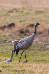 Crane on a field