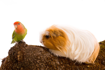 oiseau inséparable roséicolis - lovebird et cobaye