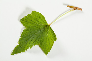 Fresh leaf of currant bush