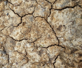 Cracked earth close up