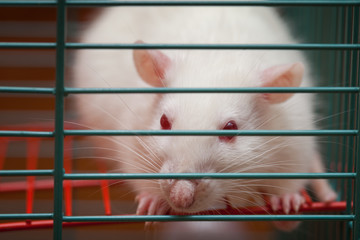 White rat
