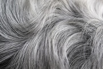 Black and white fur close-up