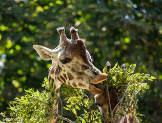 Giraffes eating leaves.