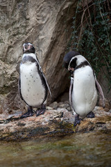 Cute penguins on rocks in water