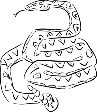 Sketch of rattlesnake