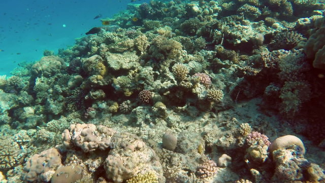 Many fish swim among corals in the Red Sea - Egypt