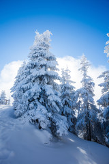 Pine trees covered in snow