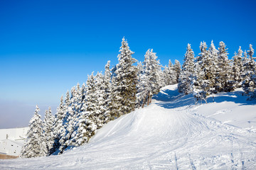 Pine trees covered in snow
