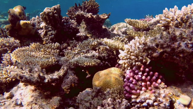 Many fish swim among corals in the Red Sea - Egypt