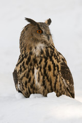 Uhu, Eurasian eagle-owl, Bubo bubo