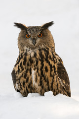 Uhu, Eurasian eagle-owl, Bubo bubo