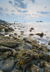 Fototapeta na wymiar brown seaweed algae on rock in sunset