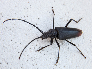 Capricorn beetle