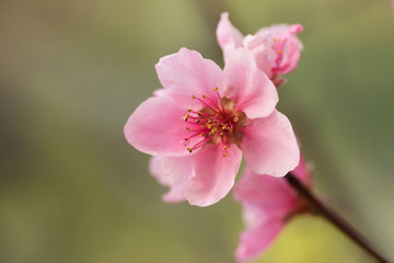 Fototapeta na wymiar Closeup of flower nectarines