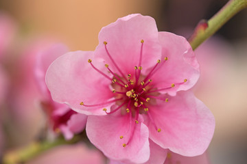 Closeup of flower nectarines