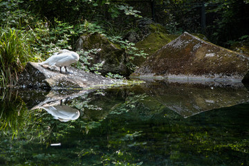 Solitary swan