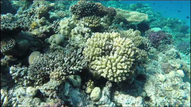 Saddle back toby (Canthigaster solandri) fish in the Red Sea - E
