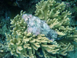 Scorpionfish
