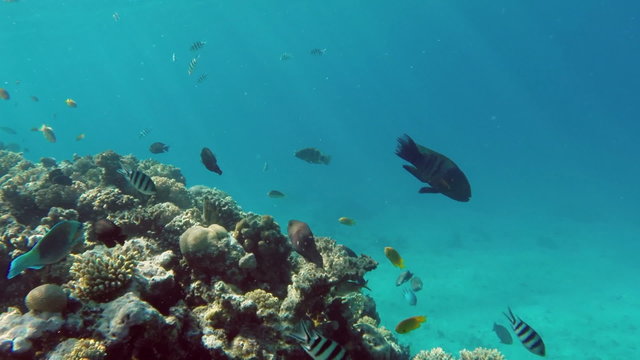 Daisy parrotfish (Chlorurus sordidus) in the Red Sea, Egypt
