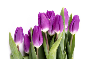 purple tulips at a bright background