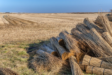 Reeds for thatching sampled in bundles