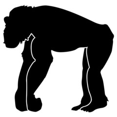 chimpanzee