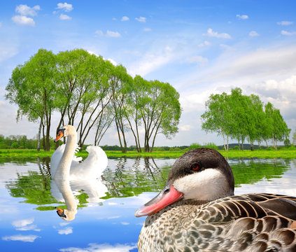 Spring landscape with swan and duck on water level