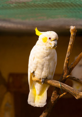 beautiful white parrot (cockatoo) sitting on his branch
