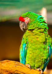 beautiful colourful parrot (macaw) sitting on his branch