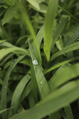 Obraz premium 풀이미지