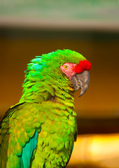 beautiful colourful parrot (macaw) sitting on his branch