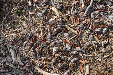 Fallen leaves, acorns and pine cones on the floor of a forest fr