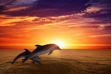 Obraz premium Skaczące delfiny