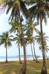 Fototapeta na wymiar Man harvesting coconuts in Palawan, in the Philippines