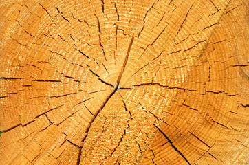Texture of cut trees, split barrel