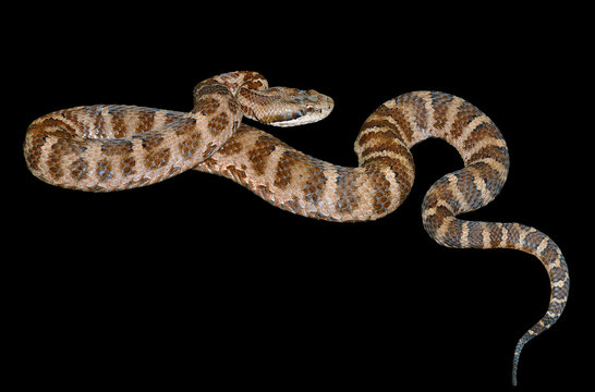 Snake (Agkistrodon saxatilis) 10