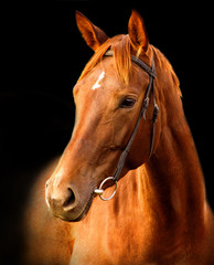 Portrait of red horse on a black background - 79017426