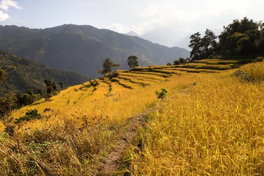 golden rice field in Nepal