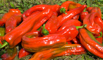 Red peppers 13