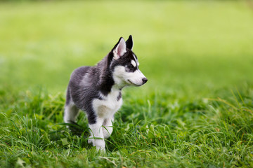 Portrait of husky