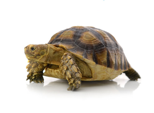 Desert tortoise isolated on white background