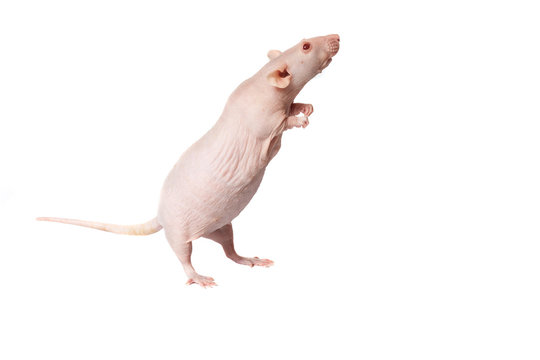 rat