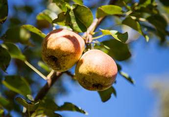 Ripe pears on a branch in a garden