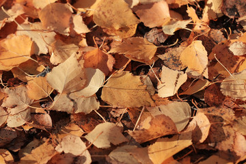 texture of yellow leaves on the ground park maples
