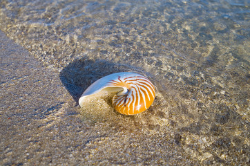 Obraz premium Large Seashell