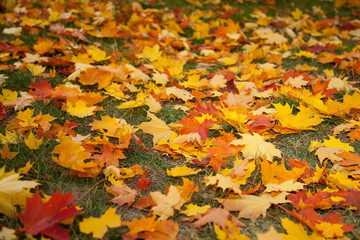 Autumn leaves background
