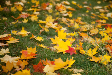 Autumn leaves background